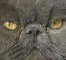 gatto